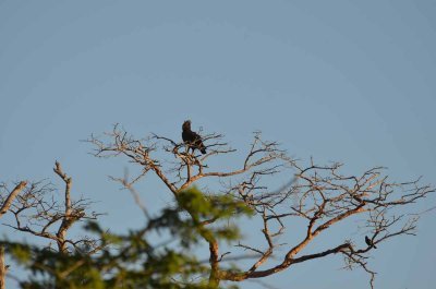 20120508161842Phinda00566.jpg