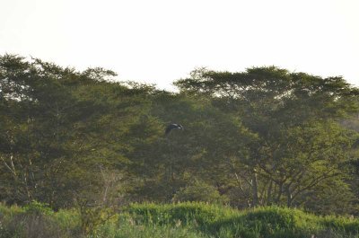 20120508162430Phinda00572.jpg