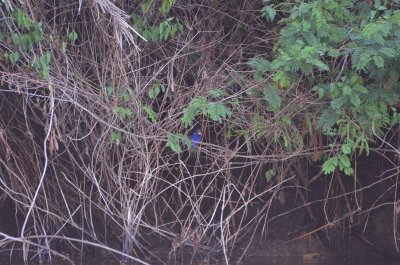 20120508163828Phinda00594.jpg