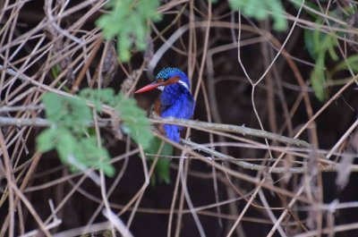 20120508164418Phinda00611.jpg