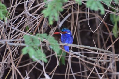 20120508164418Phinda00612.jpg