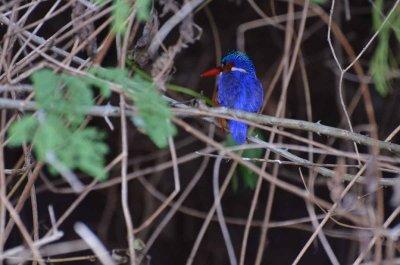 20120508164426Phinda00624.jpg