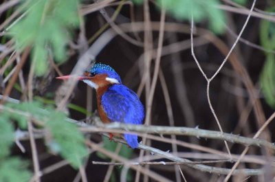 20120508164512Phinda00635.jpg