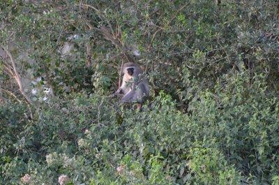 20120508164836Phinda00661.jpg