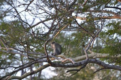 20120508164906Phinda00665.jpg