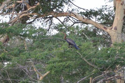 20120508170702Phinda00676.jpg