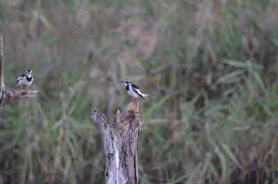 20120508171704Phinda00694.jpg