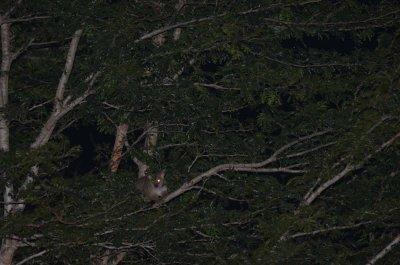20120508180208Phinda00714.jpg