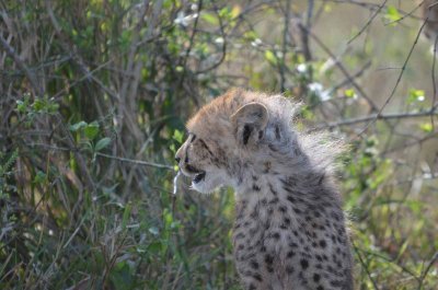 20120509084408Phinda01760.jpg
