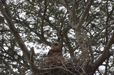 20120509100538Phinda01021.jpg