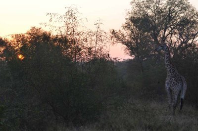 20120513062716Kirkmanns00373.jpg