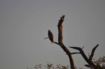 20120513064346Kirkmanns00036.jpg