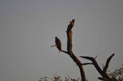 20120513064346Kirkmanns00037.jpg