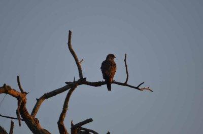 20120513064500Kirkmanns00046.jpg