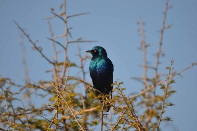 20120513075528Kirkmanns00056.jpg