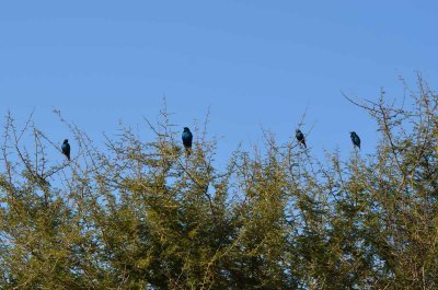 20120513075542Kirkmanns00454.jpg