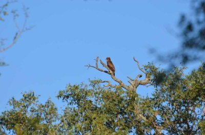 20120513075812Kirkmanns00467.jpg
