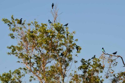 20120513085444Kirkmanns00531.jpg