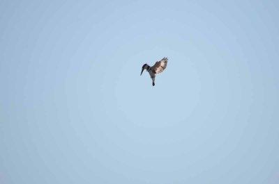 20120513085902Kirkmanns00157.jpg
