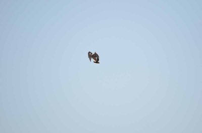 20120513085902Kirkmanns00158.jpg