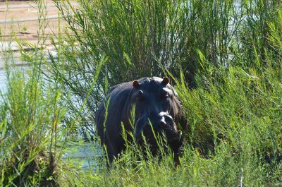 20120513090006Kirkmanns00582.jpg