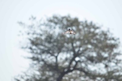 20120513090024Kirkmanns00186.jpg