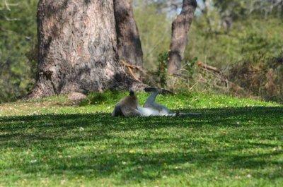 20120513104058Kirkmanns00766.jpg