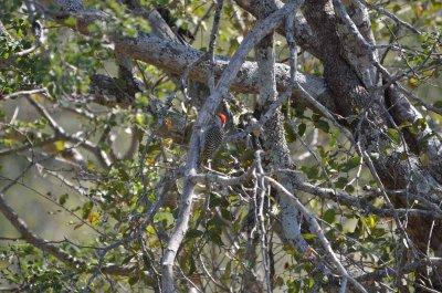 20120513110532Kirkmanns01199.jpg