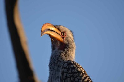20120513163438Kirkmanns01558.jpg