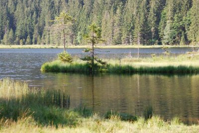Swimming island on the small Arber lake