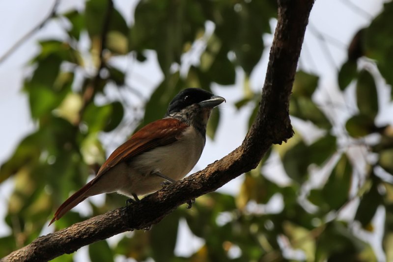 Rufous vanga - (Shetba rufa)