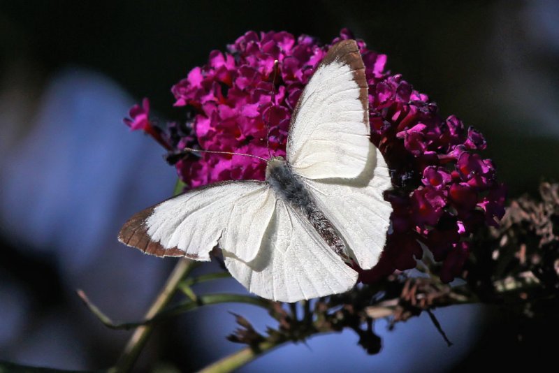 Klfjril - Large white (Pieris brassicae)