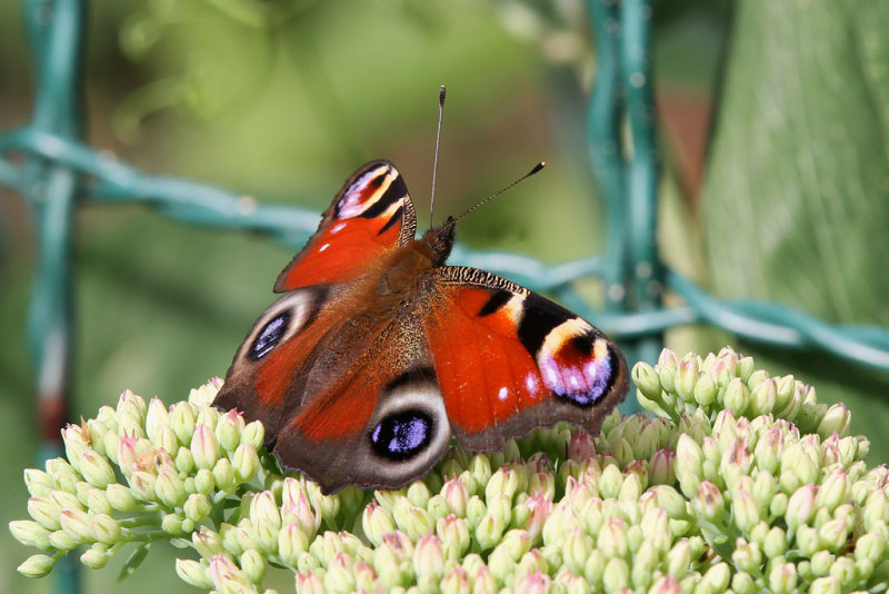 Pfgelga - Peacock butterfly (Inachis io)