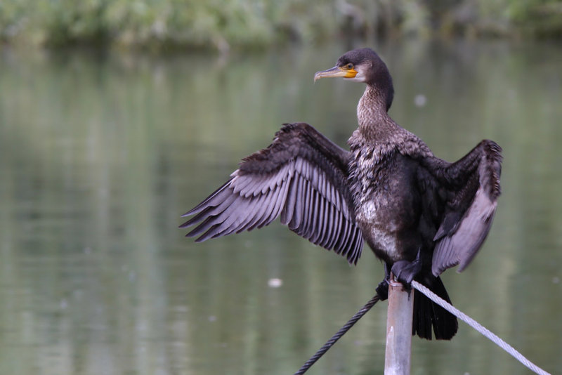 Storskarv - Great cormorant (Phalacrocorax carbo)