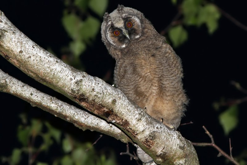 Hornuggla	- Long-eared Owl (Asio otus)