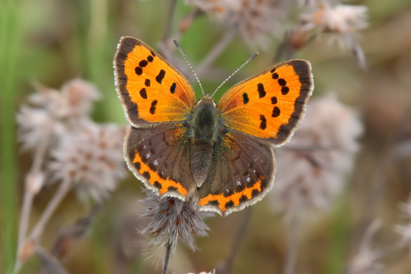 Mindre guldvinge - Small copper (Lycaena phlaeas)