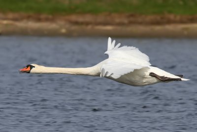 Knlsvan - Mute Swan (Cygnus olor)