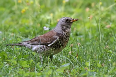 Bjrktrast - Fieldfare (Turdus pilaris)