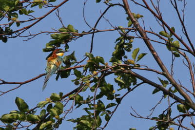 Bitare - European bee-eater (Merops apiaster)