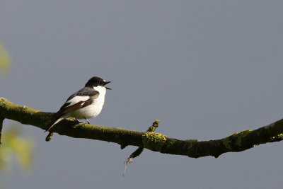 Svartvit flugsnappare	- Pied Flycatcher (Ficedula hypoleuca)