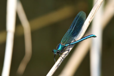 Blåbandad jungfruslända - Banded Demoiselle (Calopteryx splendens)
