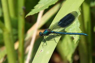 Blbandad jungfruslnda - Banded Demoiselle (Calopteryx splendens)