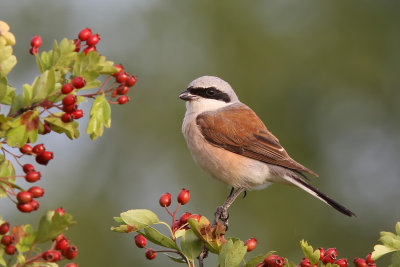 Trnskata - Red-backed Shrike (Lanius collurio)