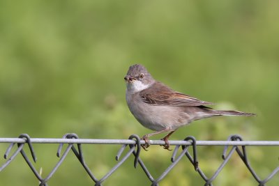 Trnsngare - Common whitethroat (Sylvia communis)