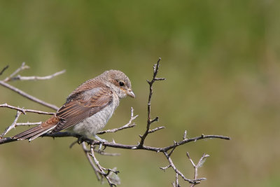 Trnskata - Red-backed Shrike (Lanius collurio)