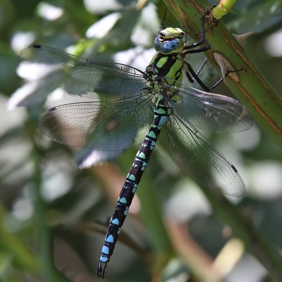 Blgrn mosaikslnda - Blue Darner (Aeshna cyanea)