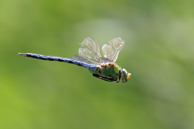Kejsartrollslnda - Emperor dragonfly (Anax Imperator)