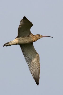 Storspov - Eurasian curlew (Numenius arquata)