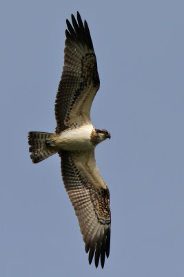 Fiskgjuse - Osprey (Pandion haliaetus)