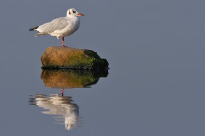 Skrattms - Black-headed Gull (Larus ridibundus)